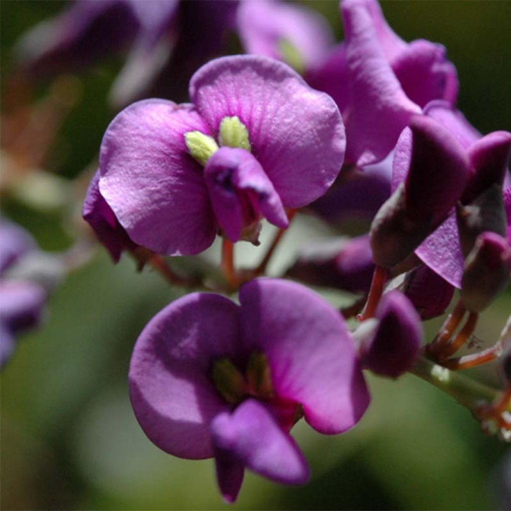 Pikkukorallipapuköynnös - Hardenbergia violacea