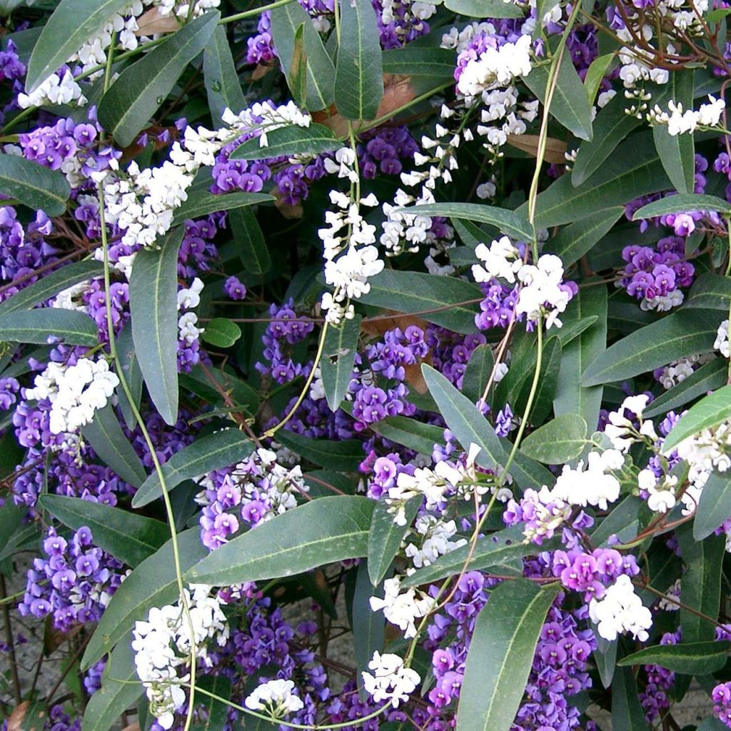 Pikkukorallipapuköynnös - Hardenbergia violacea