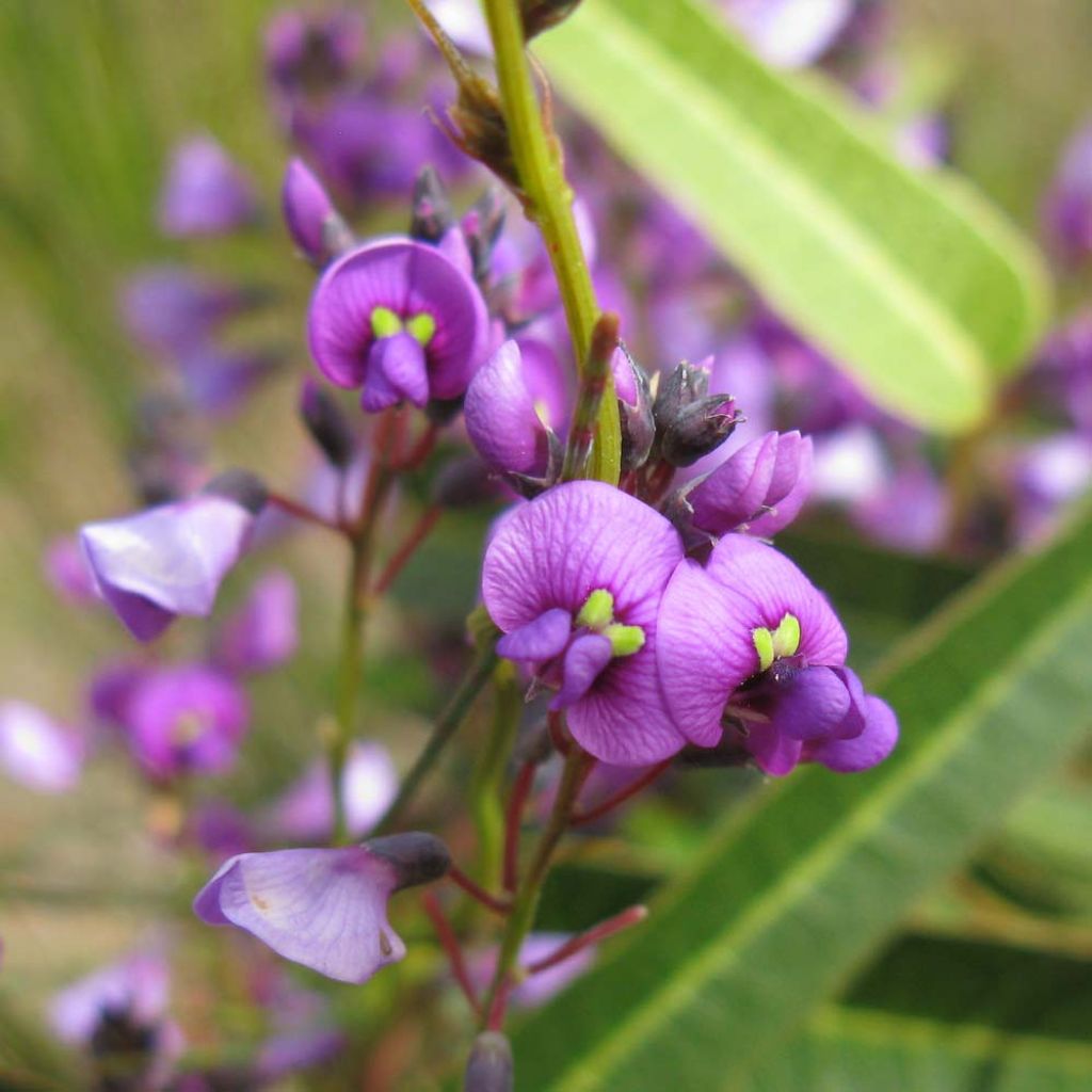 Pikkukorallipapuköynnös - Hardenbergia violacea
