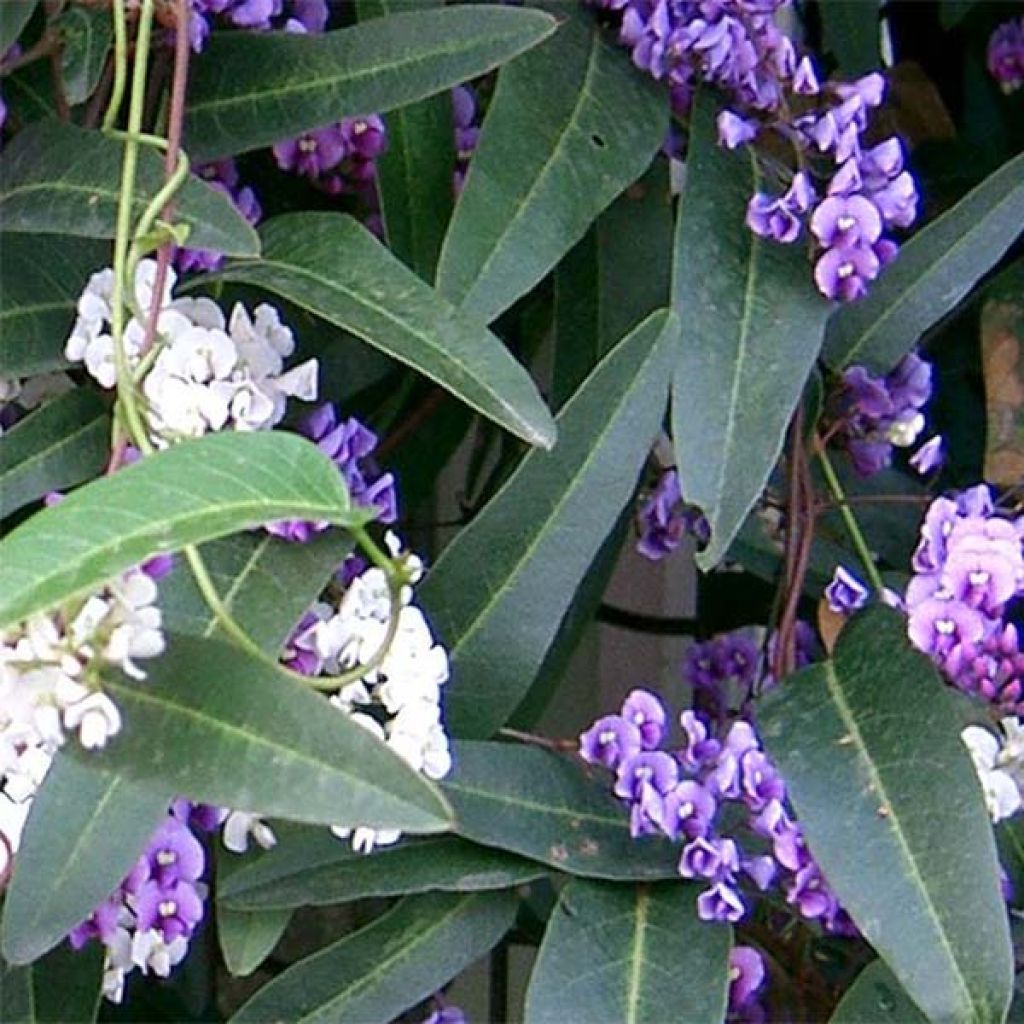 Pikkukorallipapuköynnös - Hardenbergia violacea