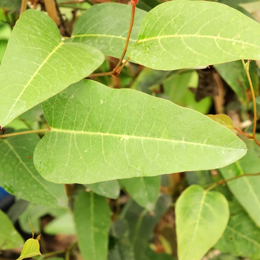 Pikkukorallipapuköynnös - Hardenbergia violacea