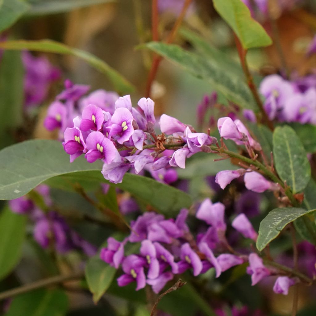 Pikkukorallipapuköynnös - Hardenbergia violacea
