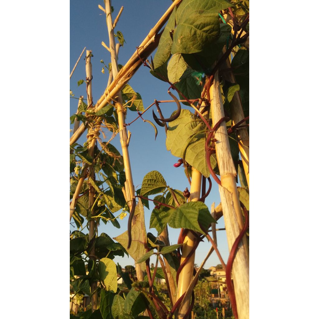 Salkopapu - Phaseolus vulgaris