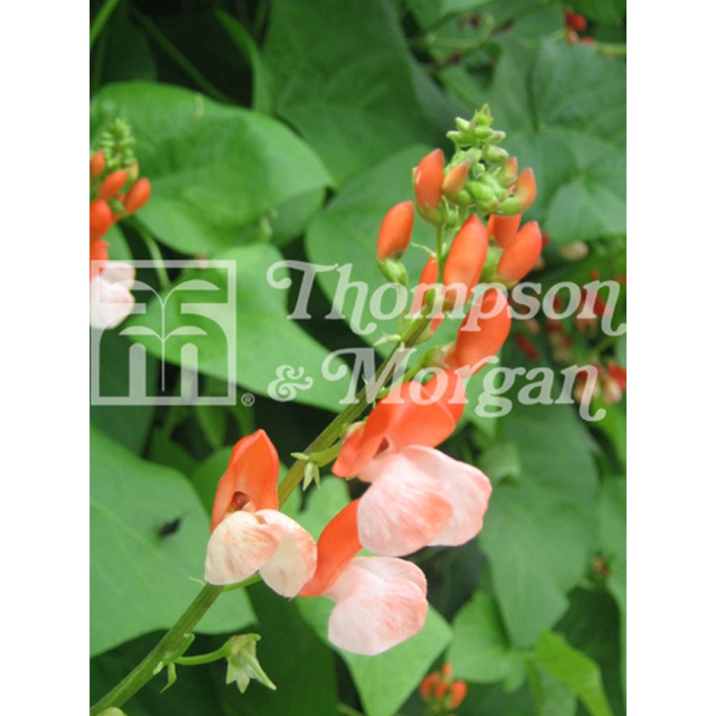 Haricot d'Espagne Tenderstar - Haricot-fleur
