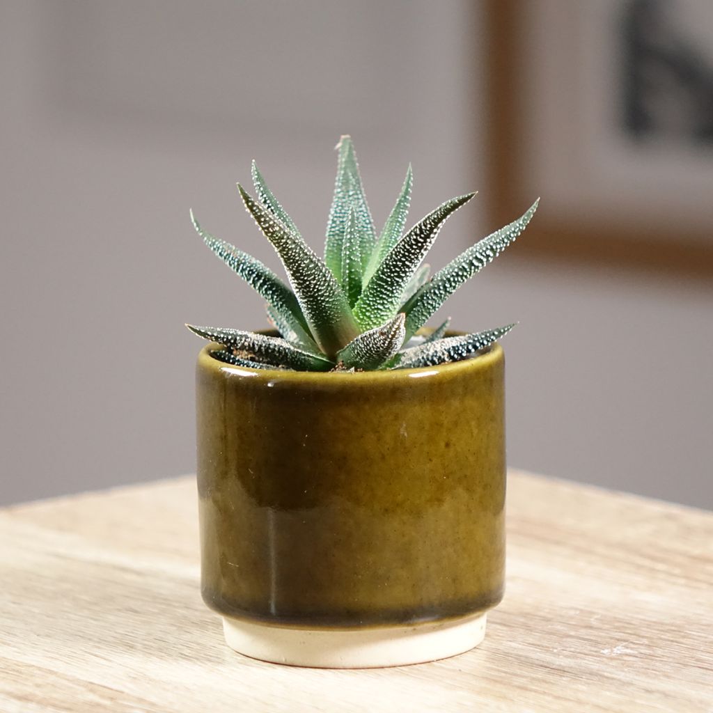Viirukirjotähti Concolor