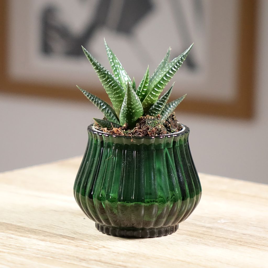X Gasworthia