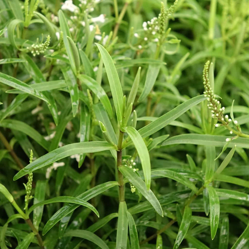Pensastädyke Kirkii