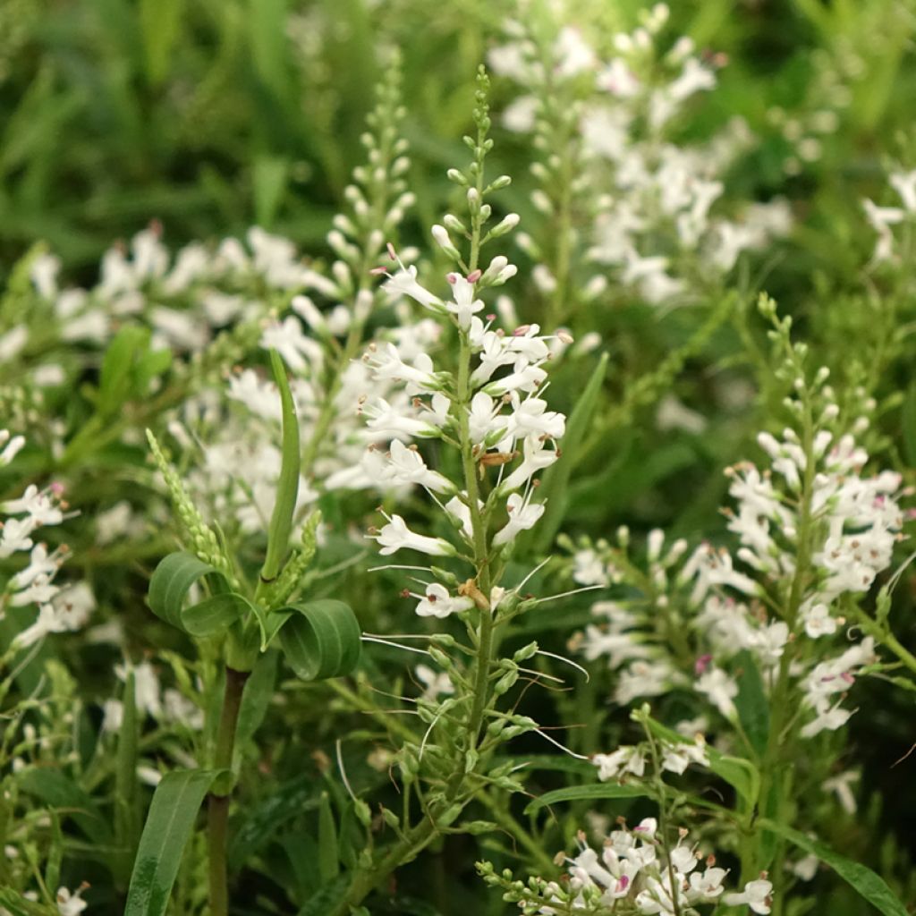 Pensastädyke Kirkii