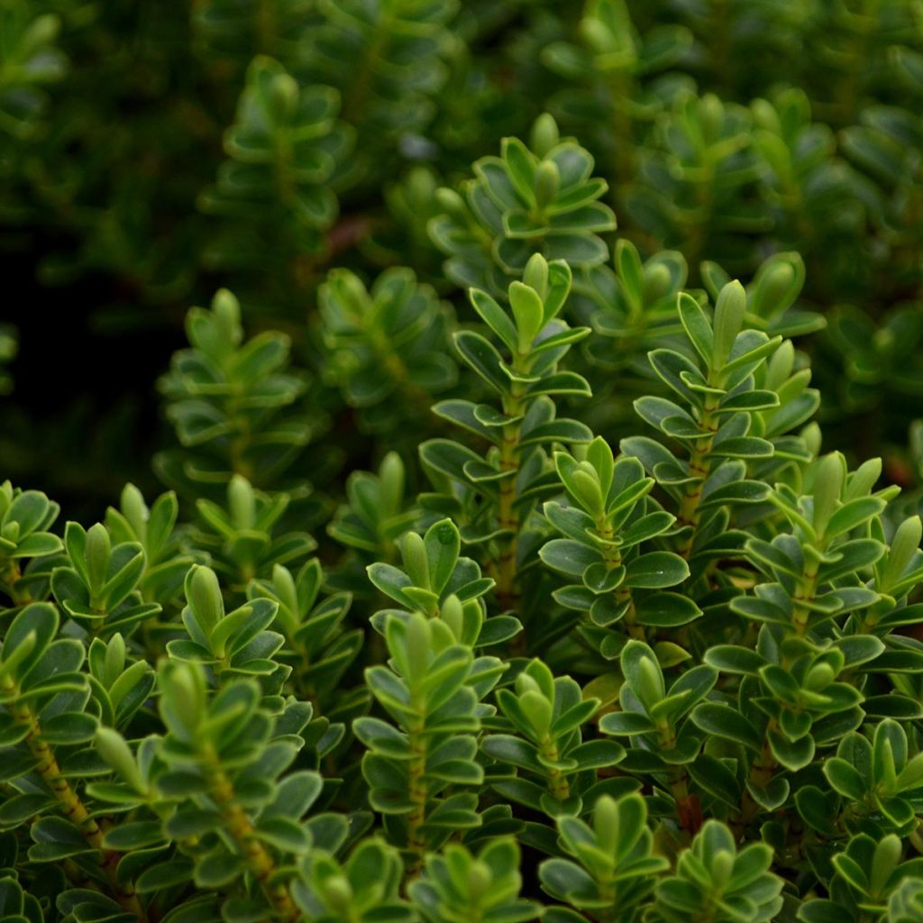 Pensastädyke - Hebe vernicosa