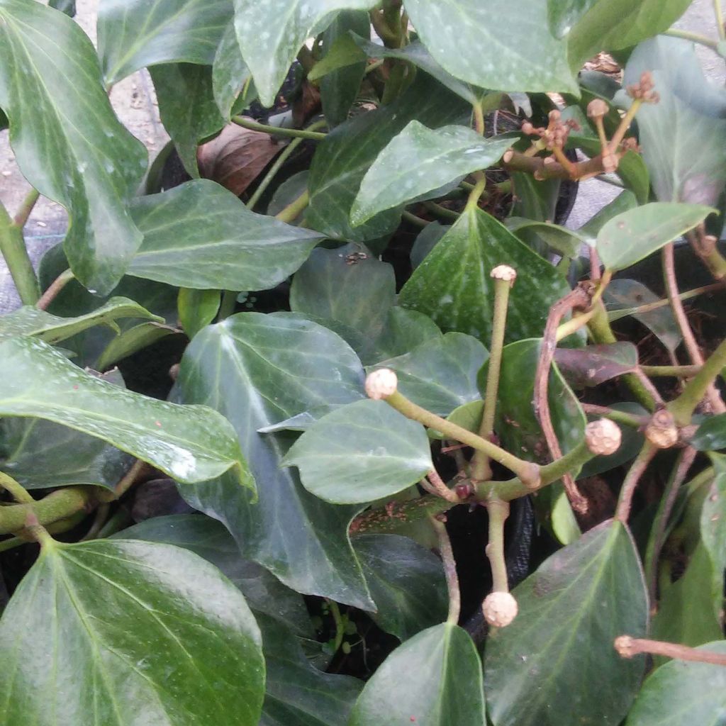 Kaukasianmuratti Arborescens