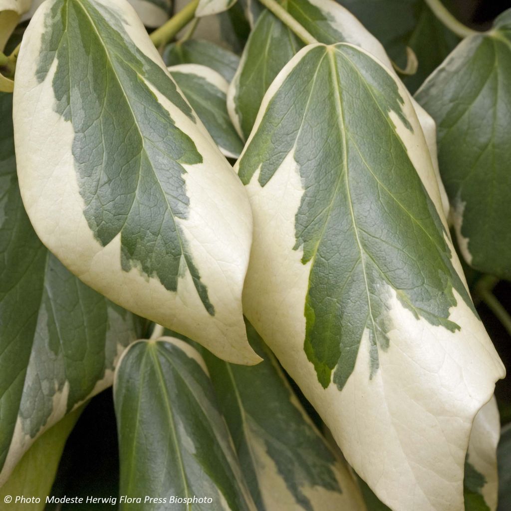 Kaukasianmuratti Dentata Variegata