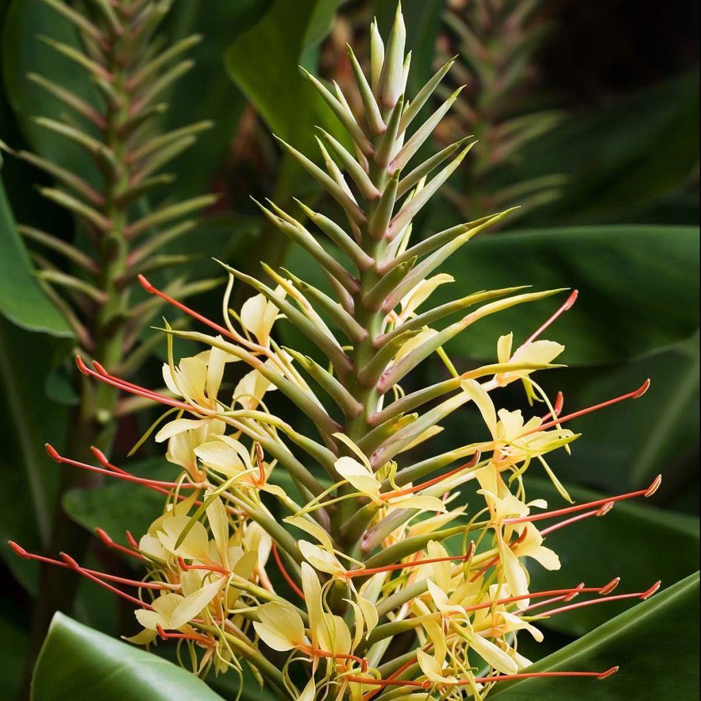 Keltatuoksuinkivääri - Hedychium gardnerianum