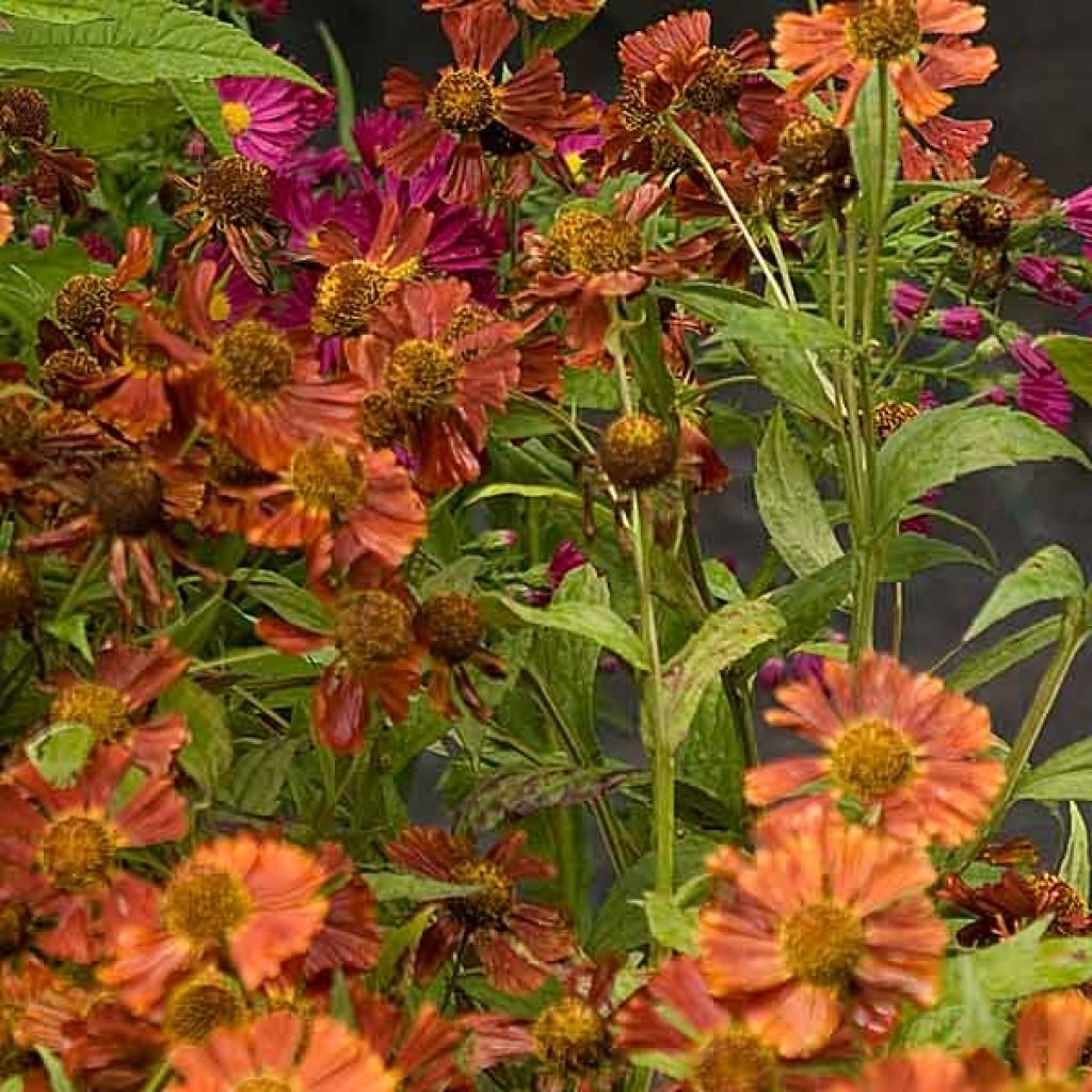 Syyshohdekukka Moerheim Beauty