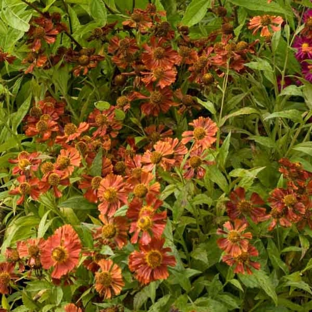 Syyshohdekukka Moerheim Beauty