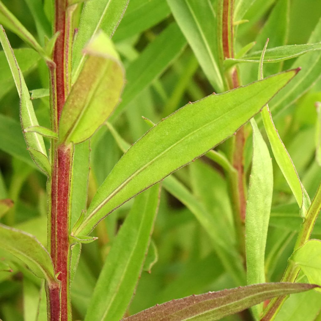 Syyshohdekukka Red Jewel