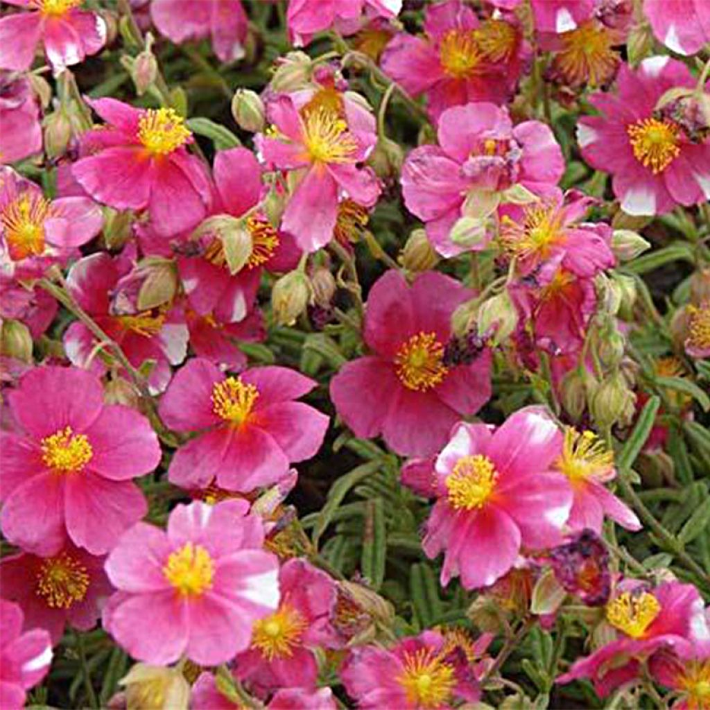 Päivännouto Raspberry Ripple