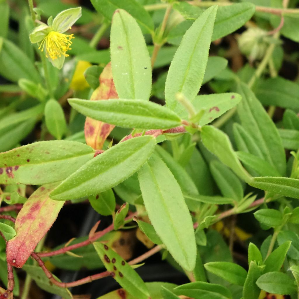 Päivännouto - Helianthemum nummularium