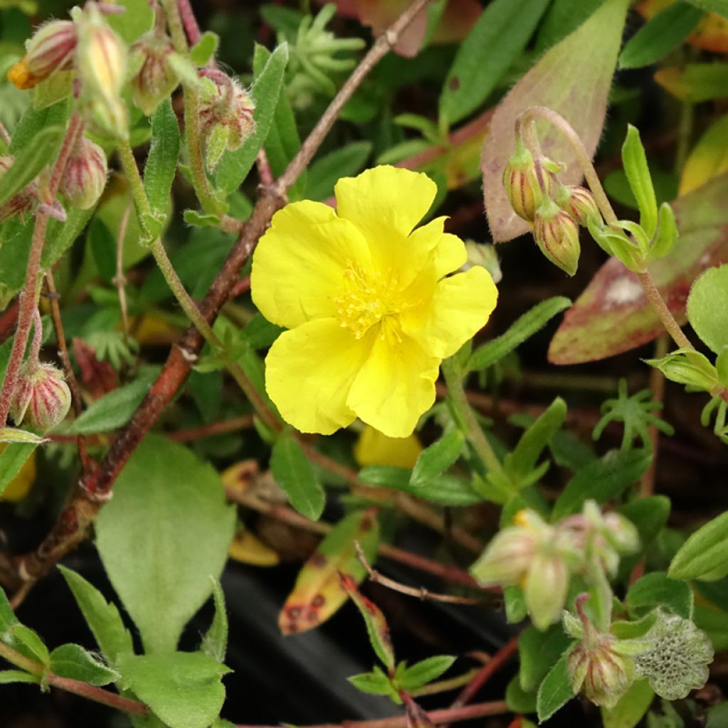 Päivännouto - Helianthemum nummularium