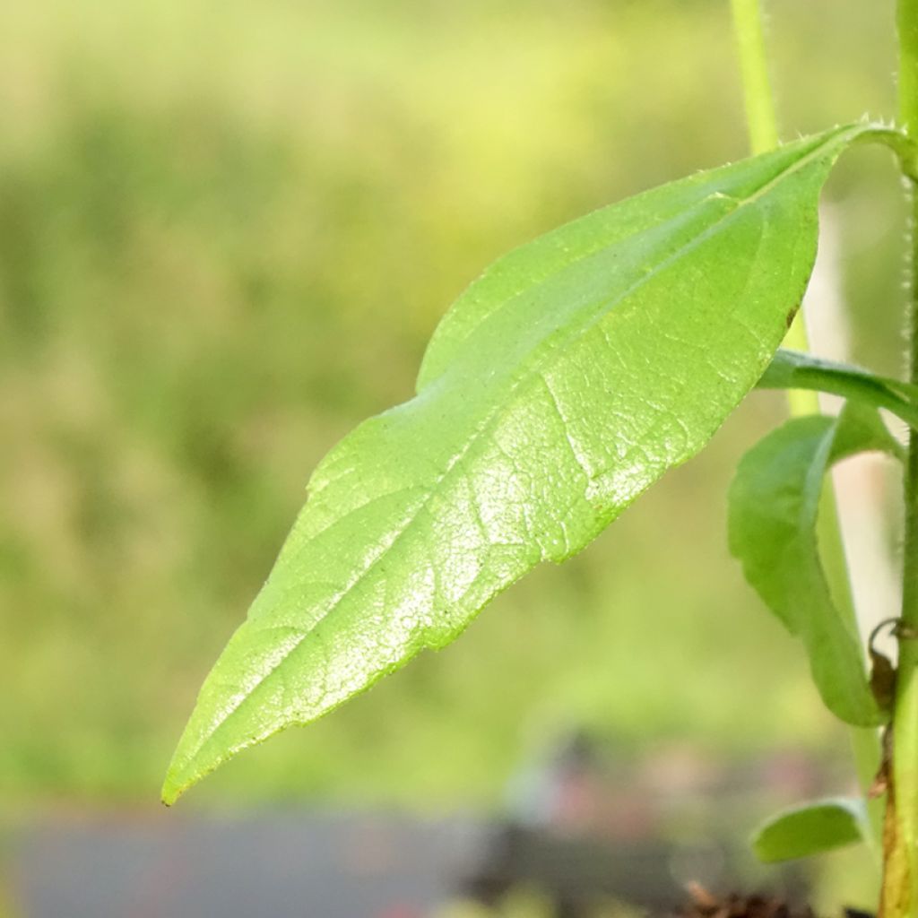 Maa-artisokka - Helianthus strumosus