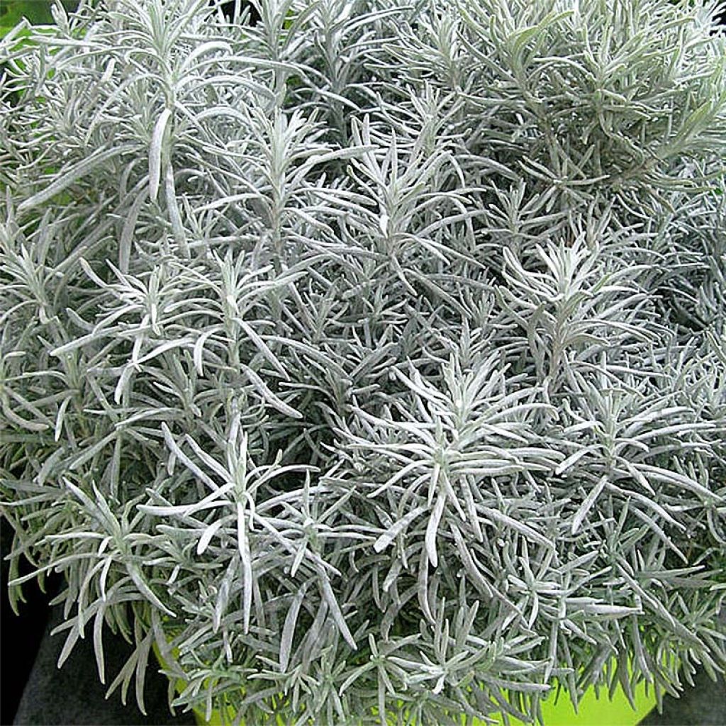 Mausteolkikukka Korma
