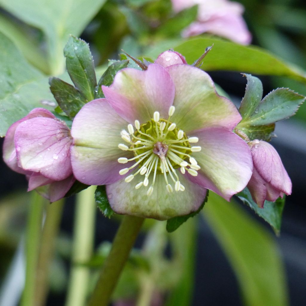 Idänjouluruusu - Helleborus orientalis subsp. abchasicus