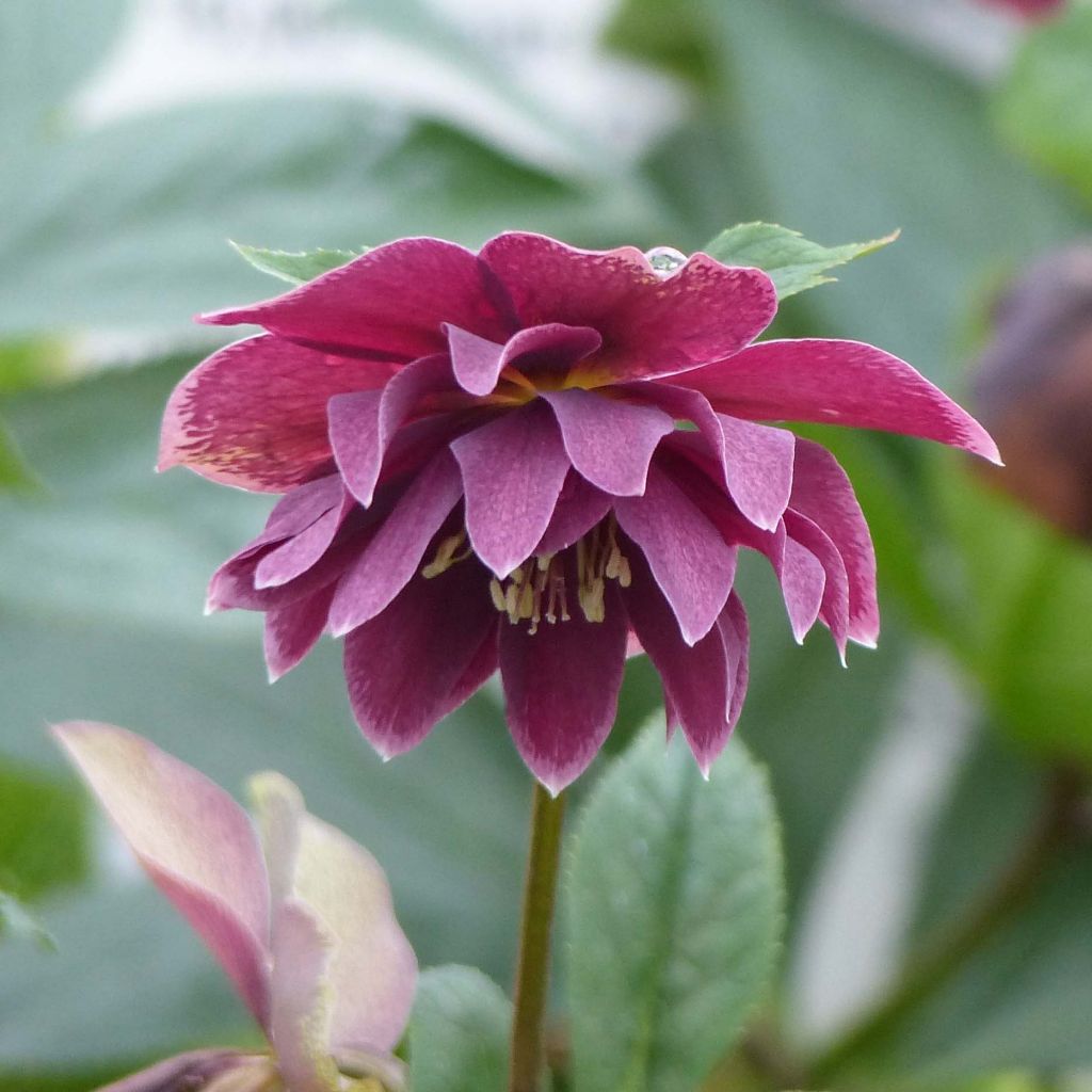 Idänjouluruusu Double Aubergine White Edge