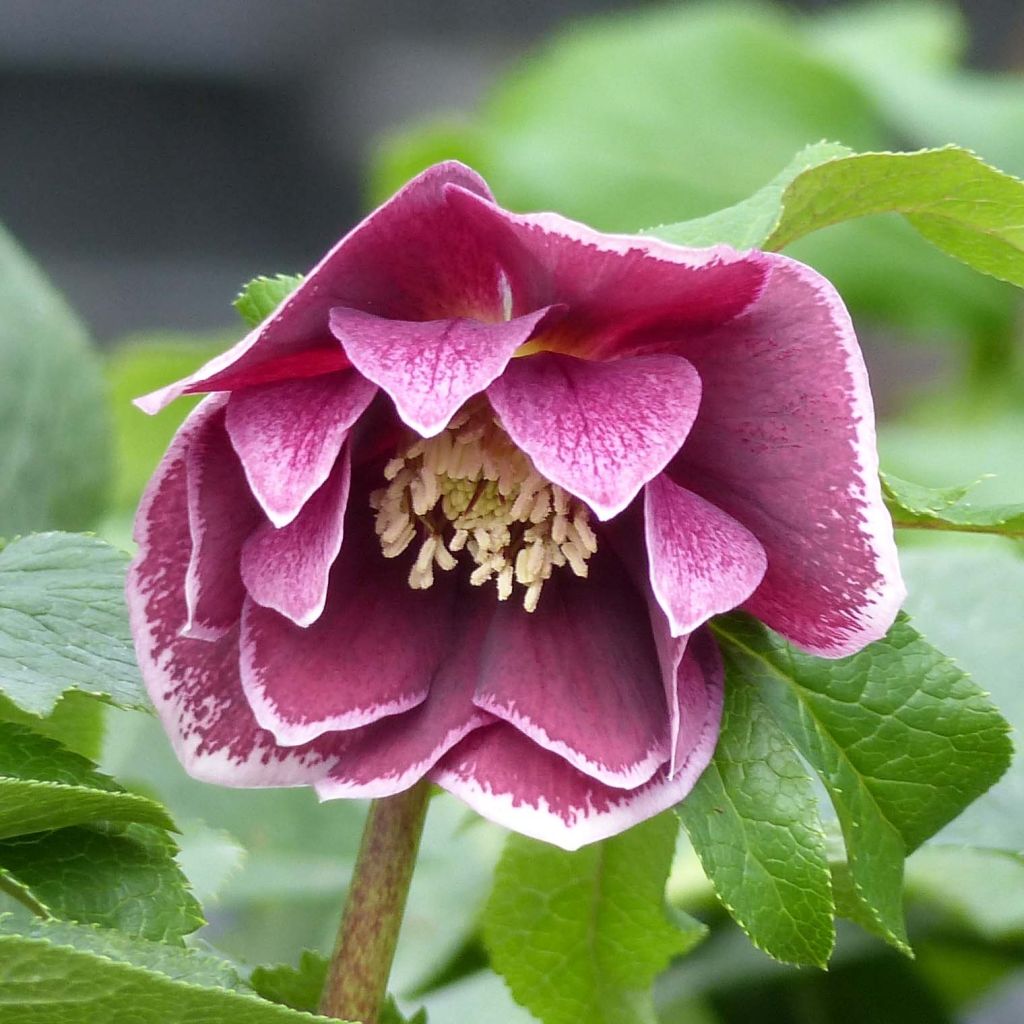 Idänjouluruusu Double Aubergine White Edge
