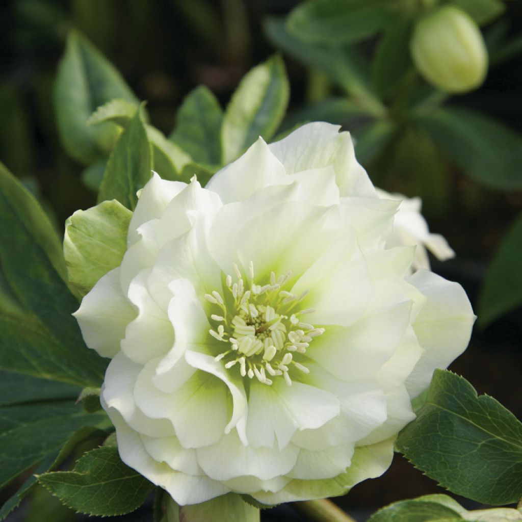 Idänjouluruusu Double White