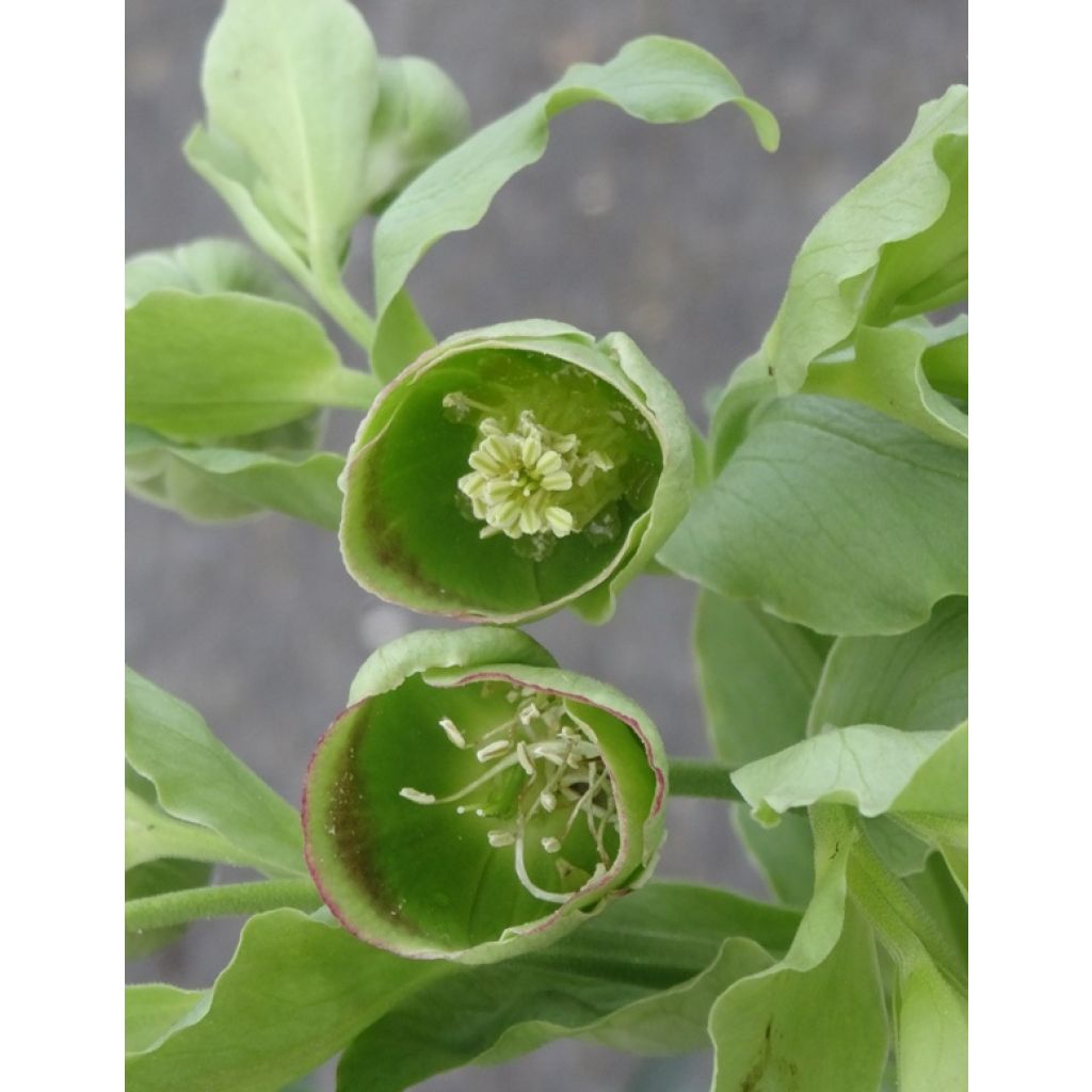 Haisujouluruusu - Helleborus foetidus
