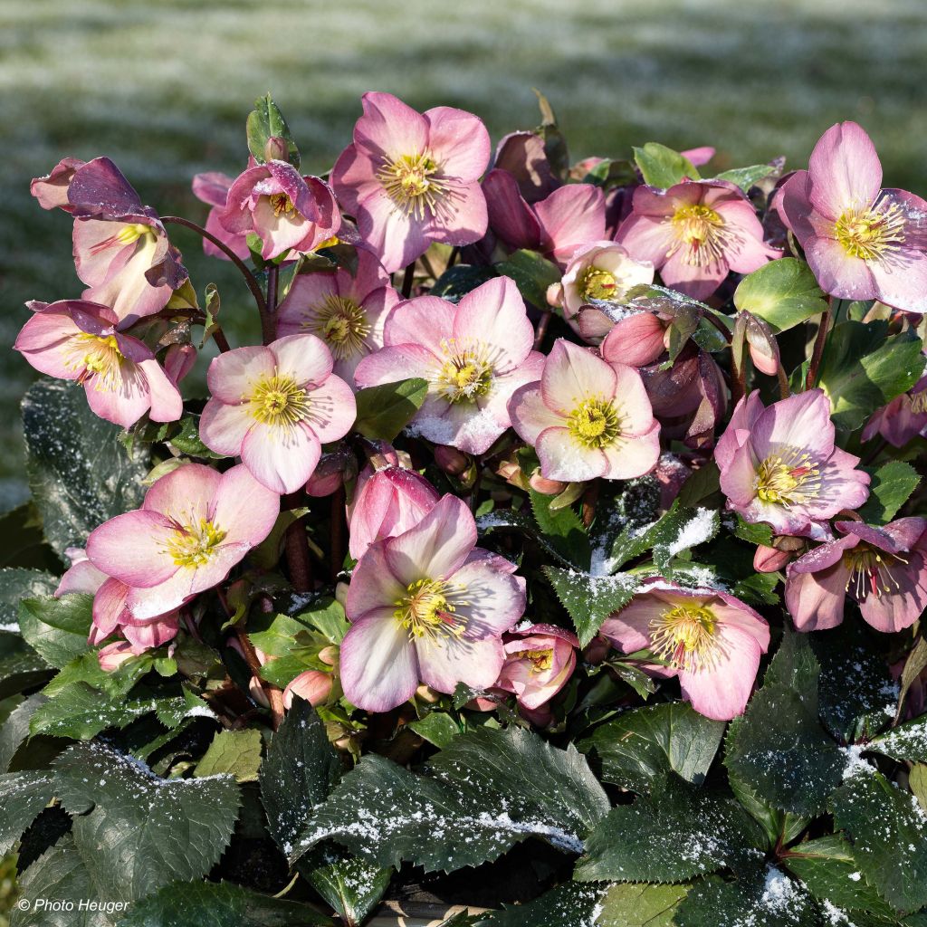Tarhajouluruusu HGC Ice N' Roses Pink