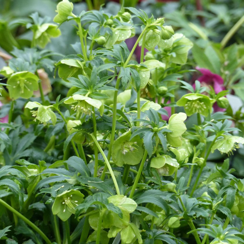 Jouluruusu ssp. bocconei