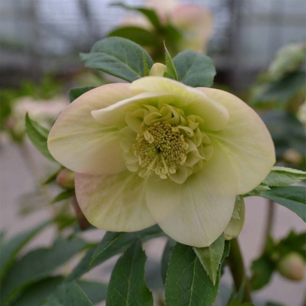 Idänjouluruusu Anemone Apricot