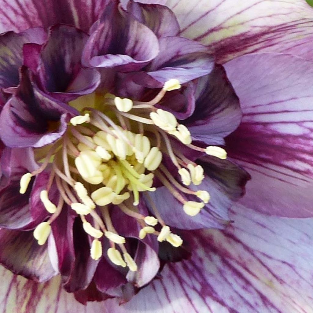Idänjouluruusu Anemone Picotee