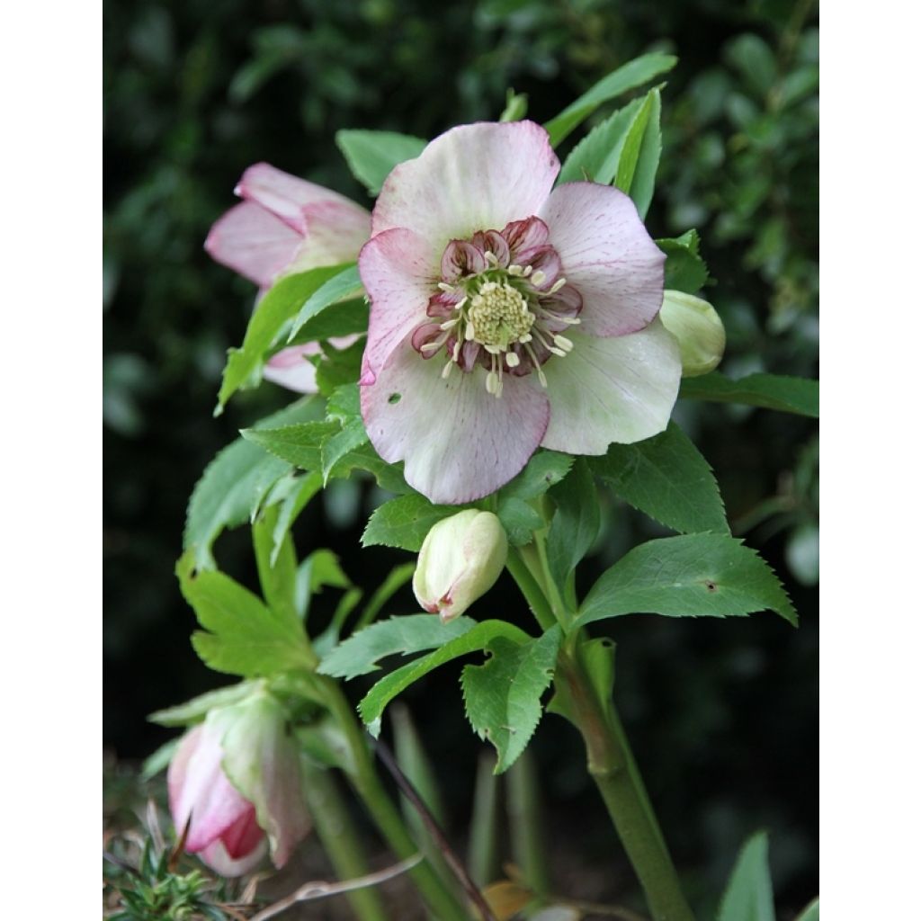 Idänjouluruusu Anemone Picotee