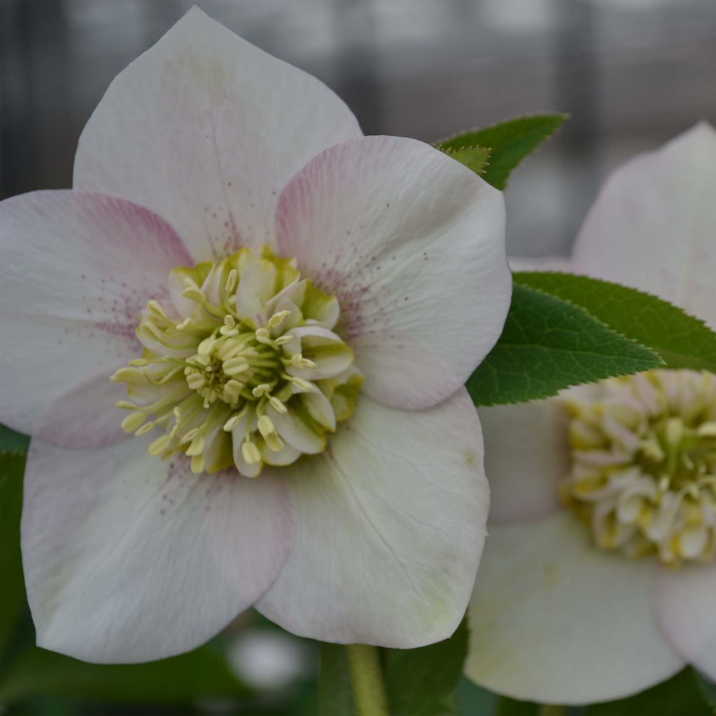 Idänjouluruusu Anemone Pink