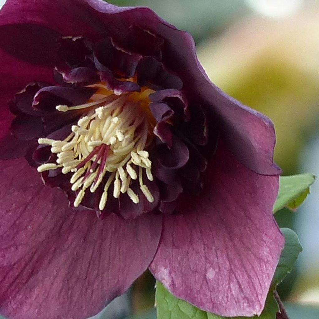 Idänjouluruusu Anemone Red