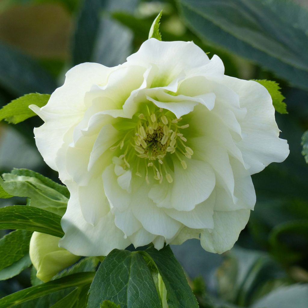 Idänjouluruusu Double White