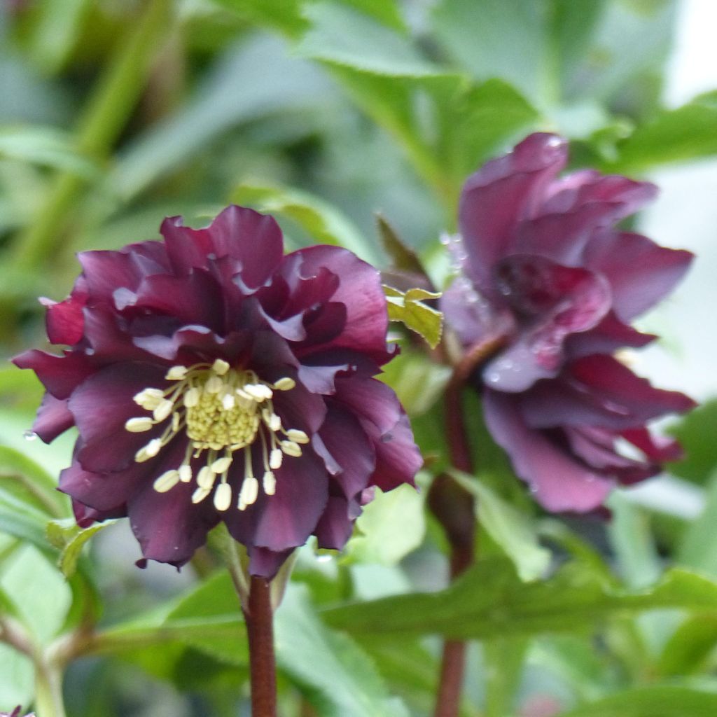 Idänjouluruusu Double Black