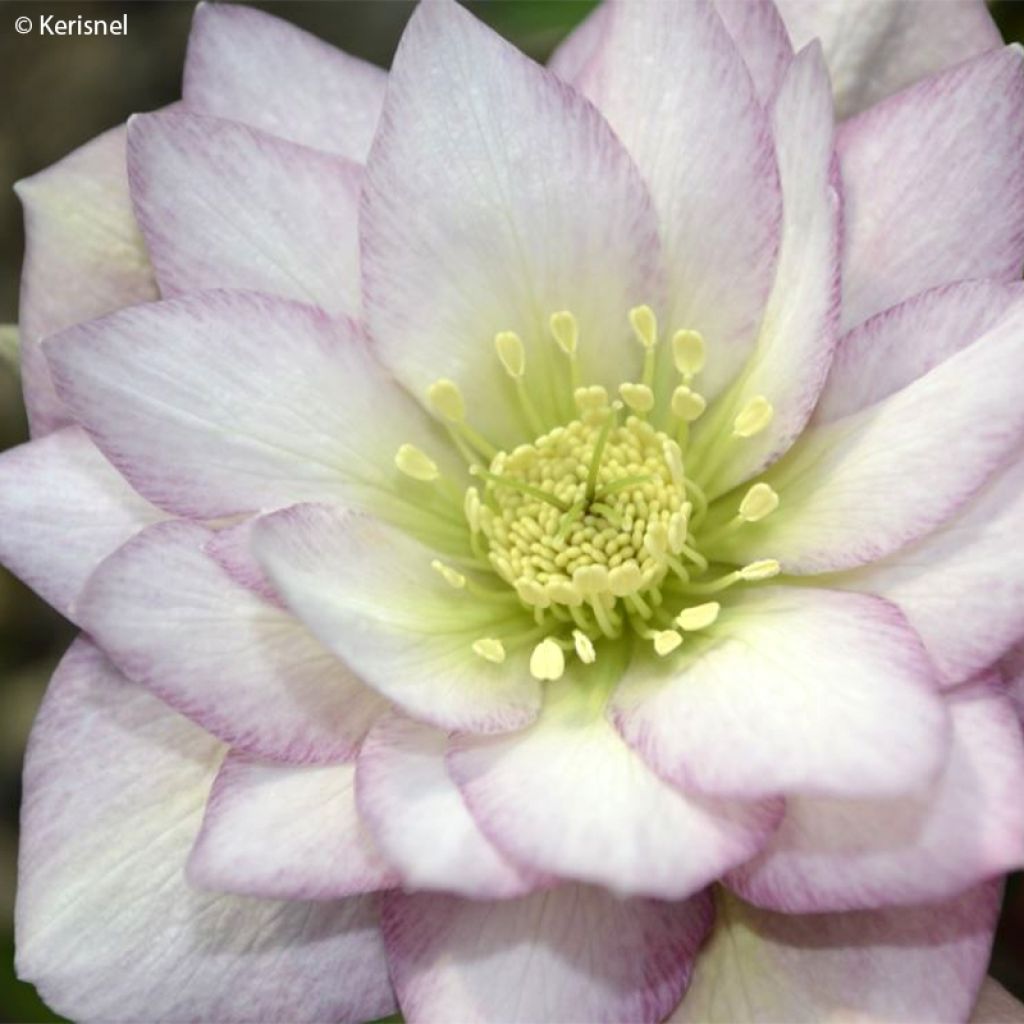Hellébore orientale Double Rose