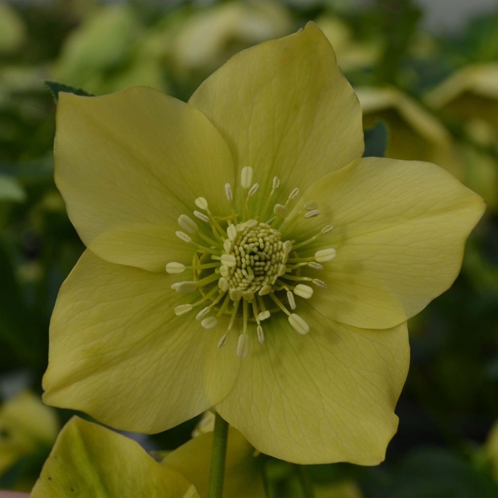 Idänjouluruusu Yellow