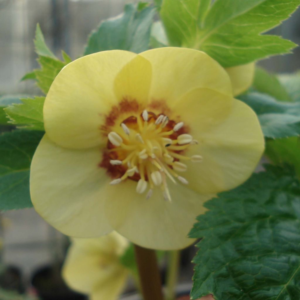 Idänjouluruusu Super Yellow Red Center