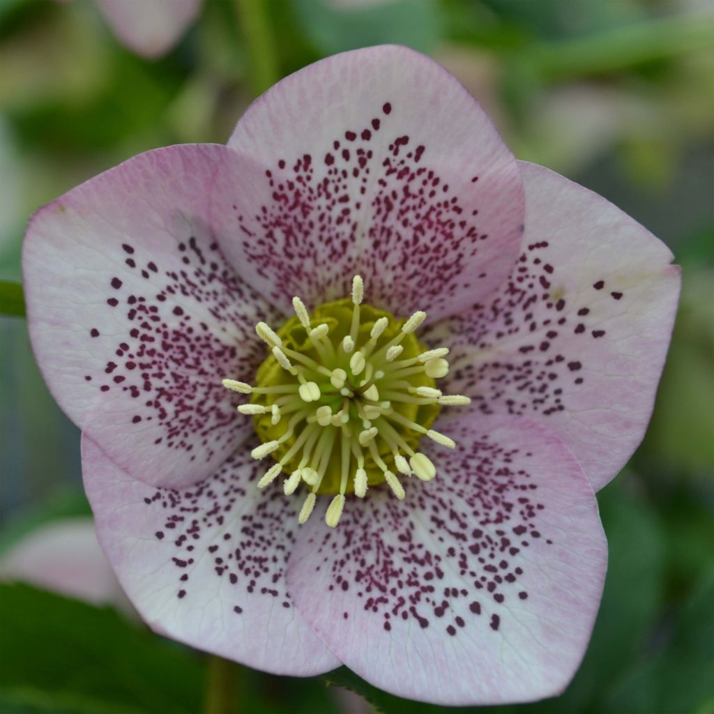 Idänjouluruusu Pink Spotted