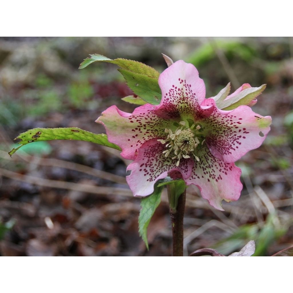 Idänjouluruusu Pink Spotted