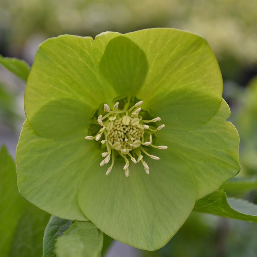 Idänjouluruusu Green-flowered
