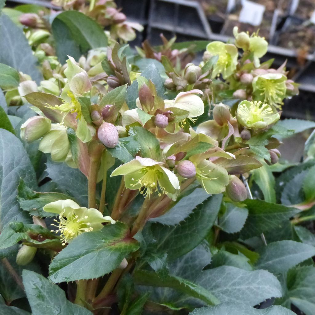 Jouluruusu - Helleborus x sternii