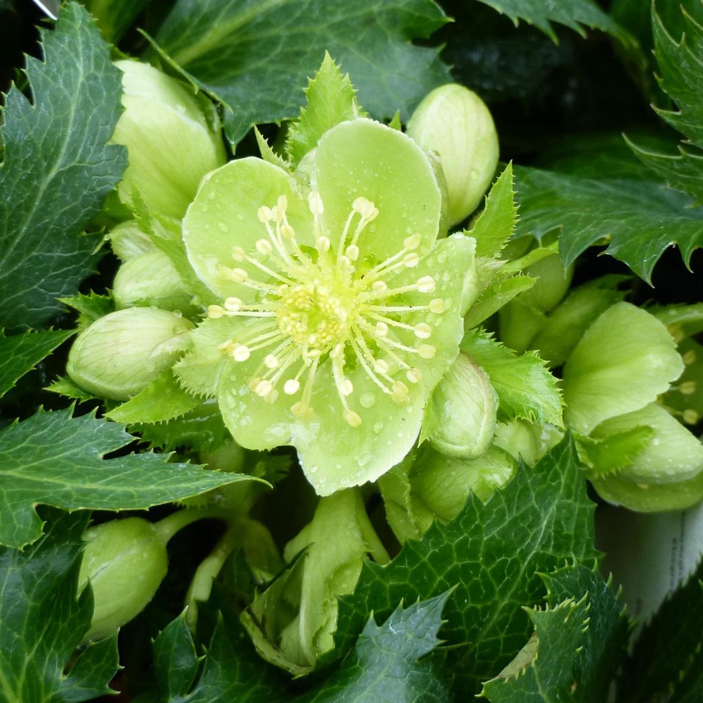 Jouluruusu Boughton Beauty