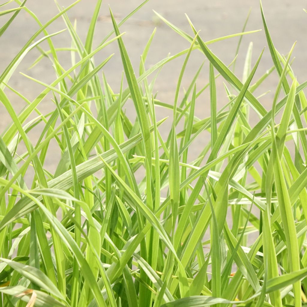 Keltapäivänlilja - Hemerocallis lilioasphodelus