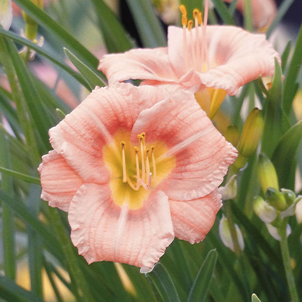 Tarhapäivänlilja Everydaylily Rose
