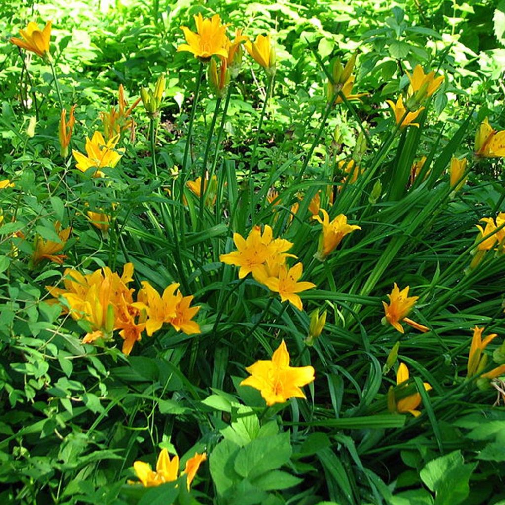 Kultapäivänlilja - Hemerocallis middendorffii