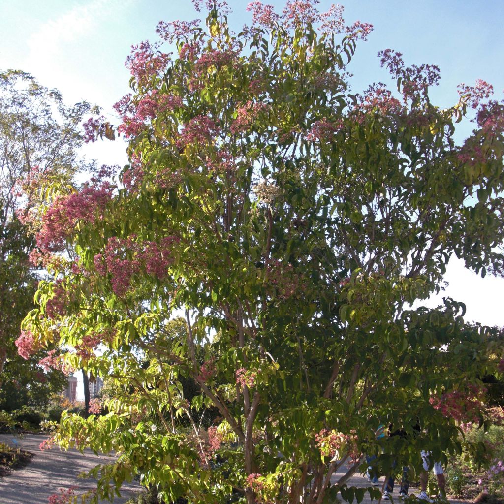 Seitsama - Heptacodium miconioides